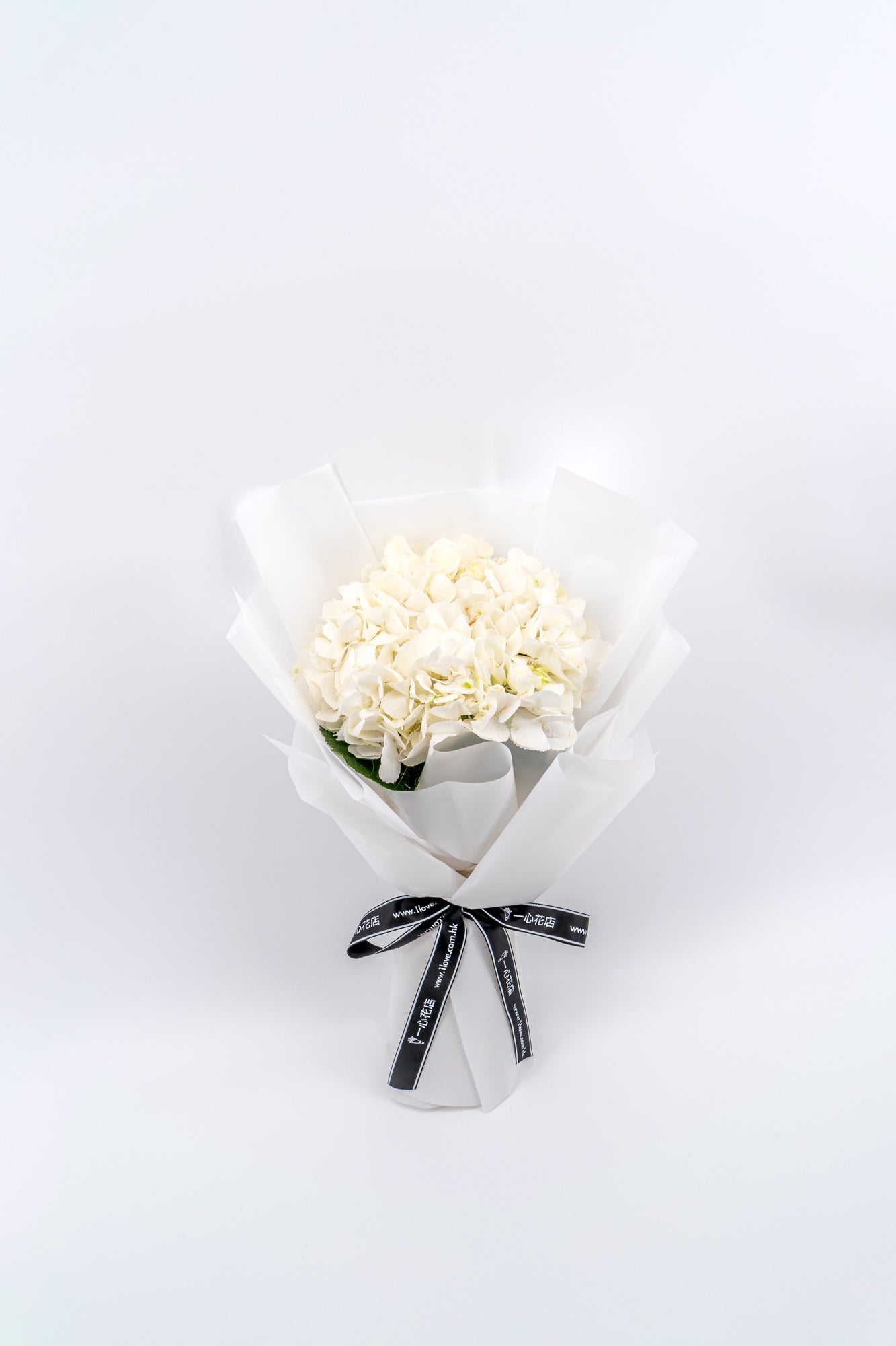 白色繡球花 (標準)
