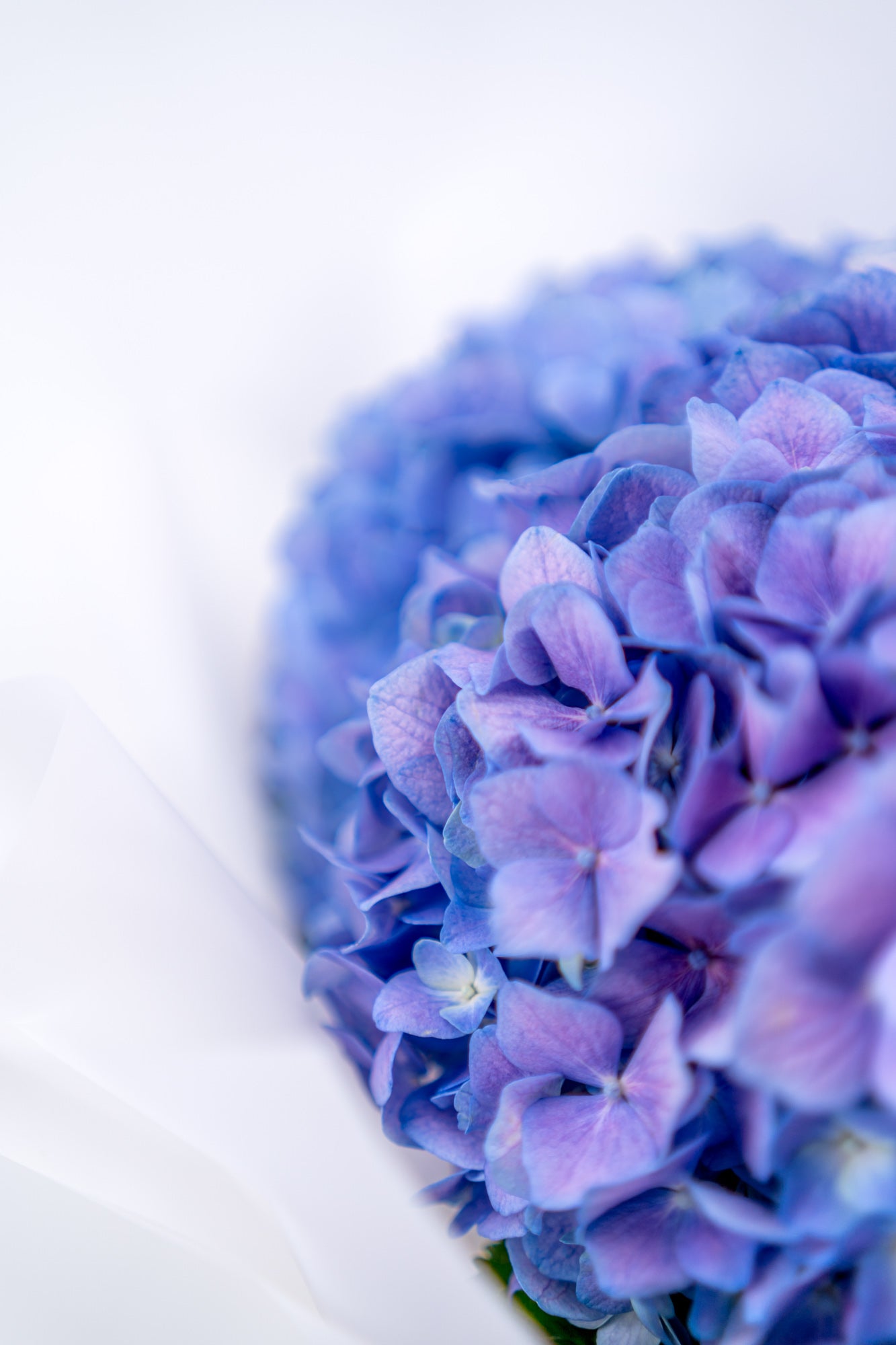 紫色繡球花 (頂級)