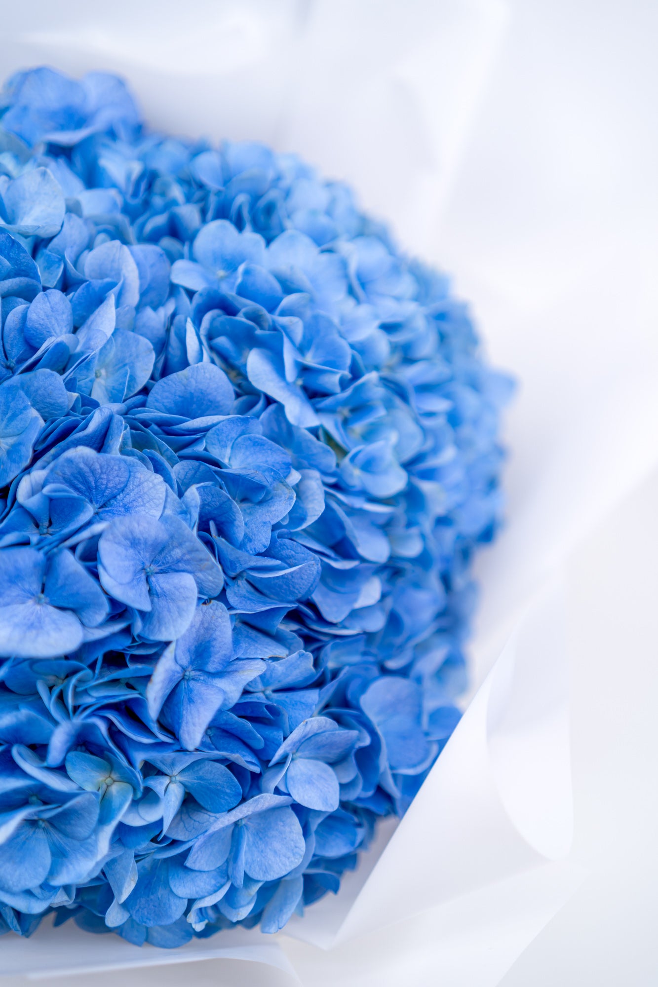 藍色繡球花 (頂級)
