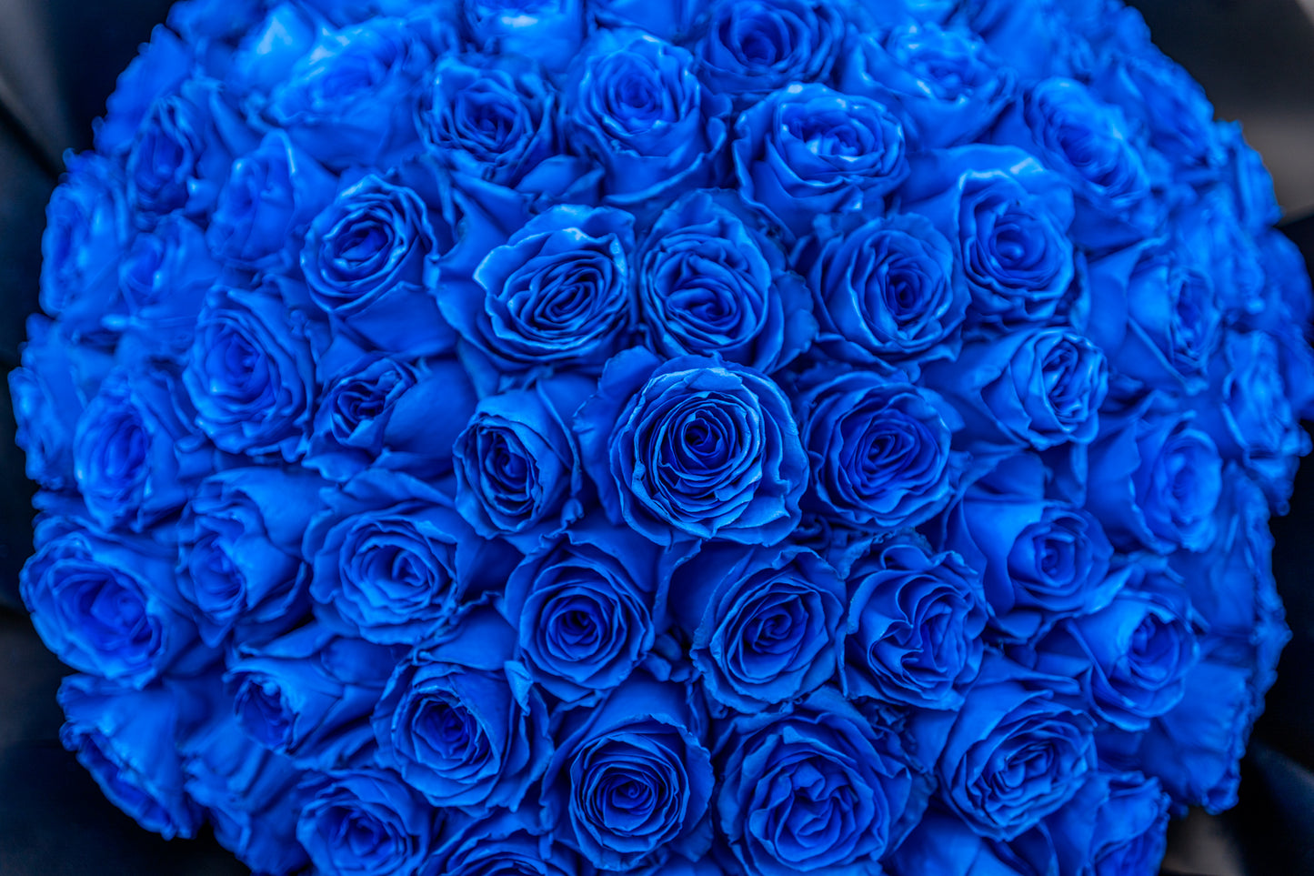 99支玫瑰 (藍色)